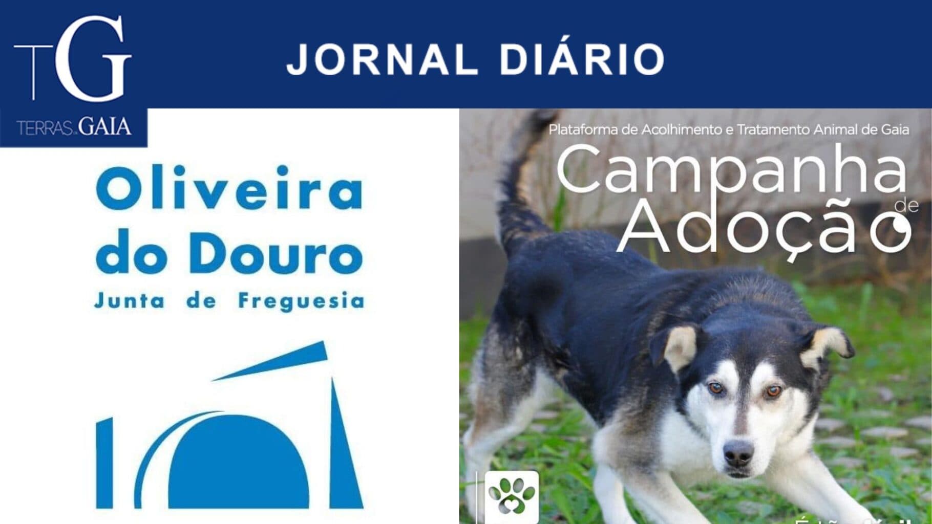 Campanha de Adoção