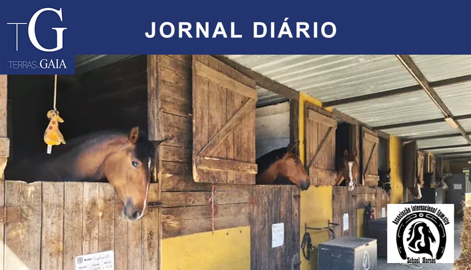 School Horses – AIE