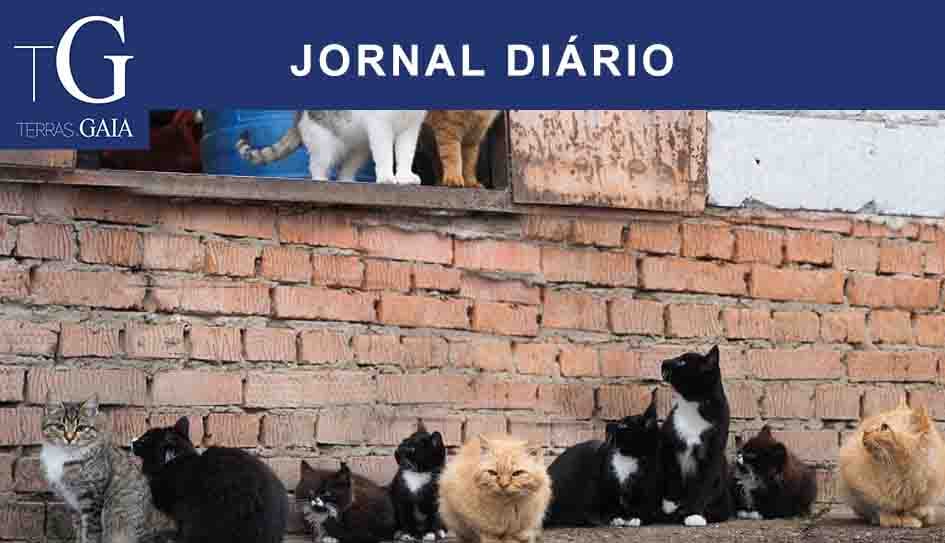 Autarquia quer controlar e reduzir número de gatos errantes em Gaia