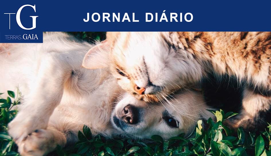 Quatro cães e três gatos encontraram uma família