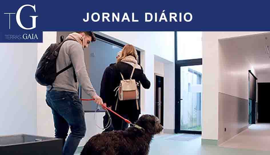Um cão e dois gatos encontraram um novo lar