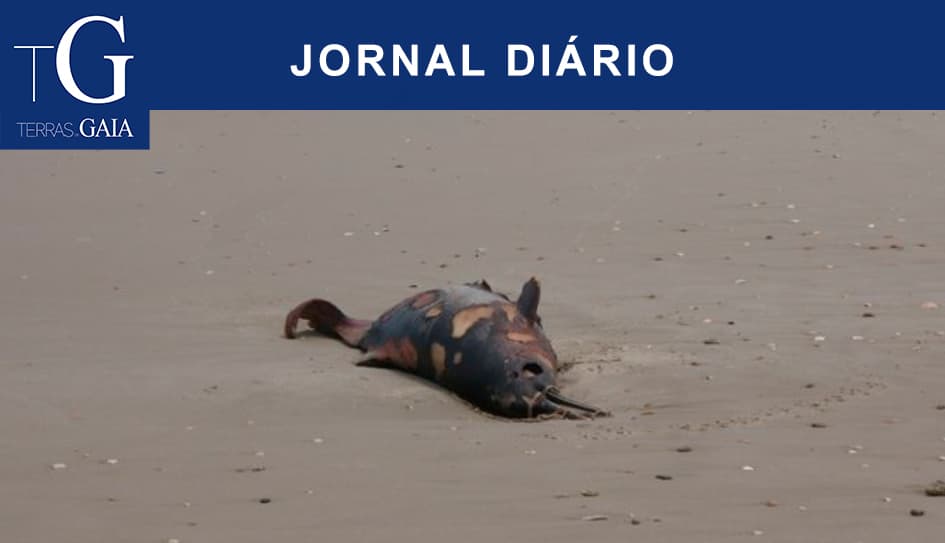 Cadáver de golfinho dá à costa na praia de Canide