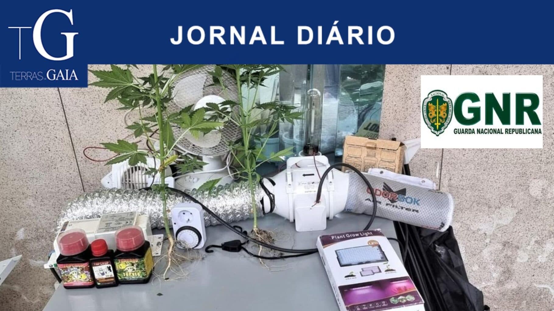 Detido por cultivo de canábis